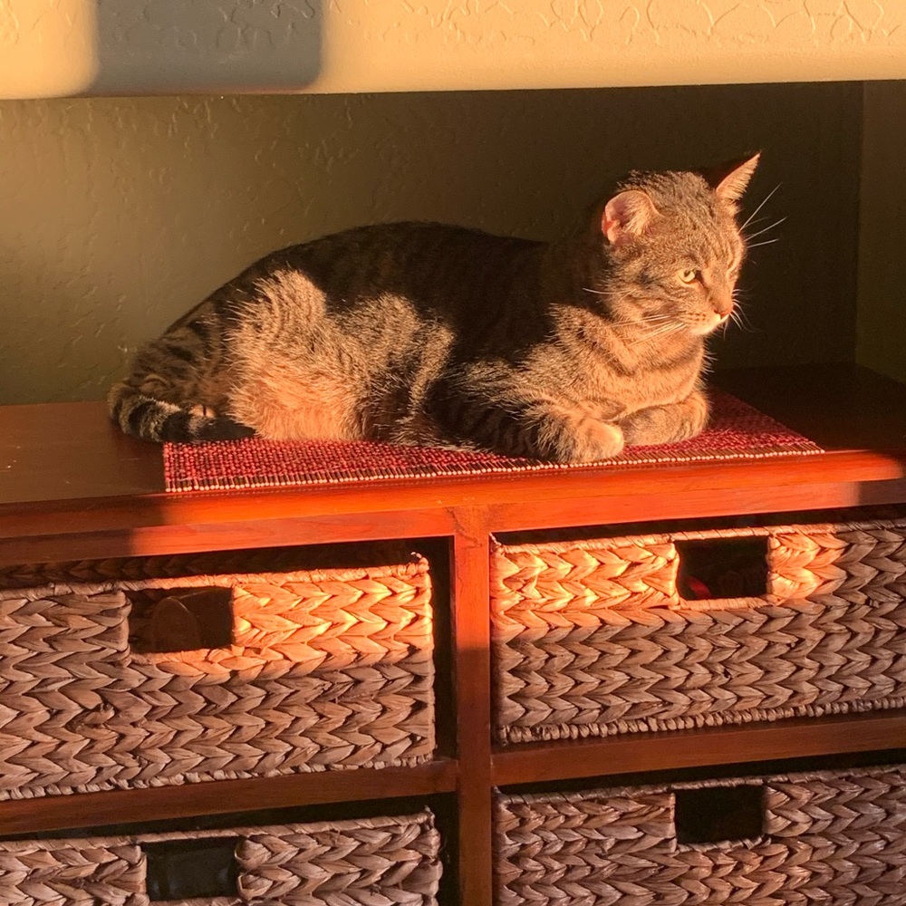 Meet Gita Girl